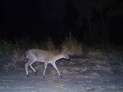 Image of Common Duiker