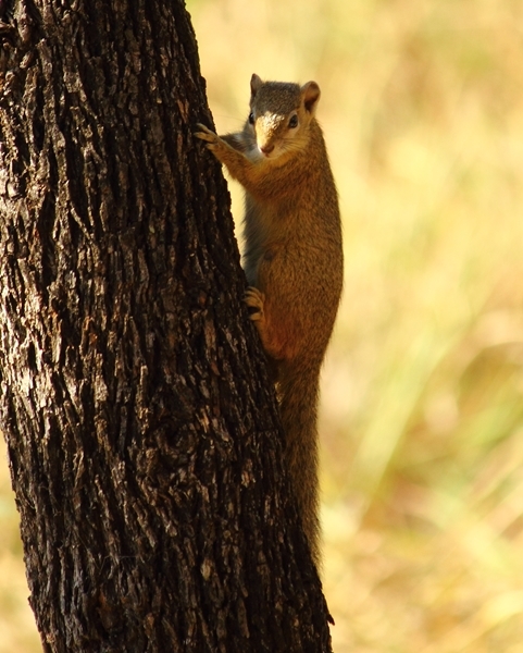 Image of Smith's Bush Squirrel