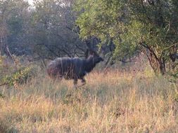 Image of Nyala