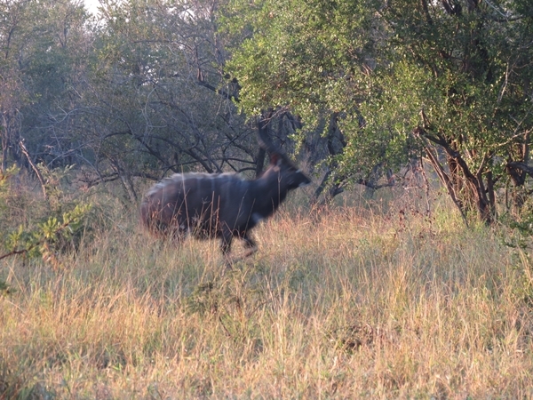 Image of Nyala