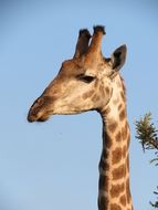 Image of South African Giraffe