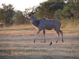 Image of Greater Kudu