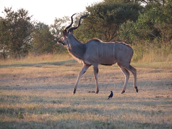 Image of Greater Kudu