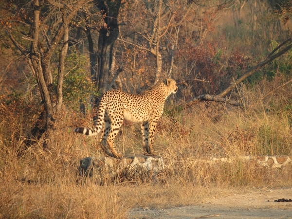 Image de Acinonyx Brookes 1828