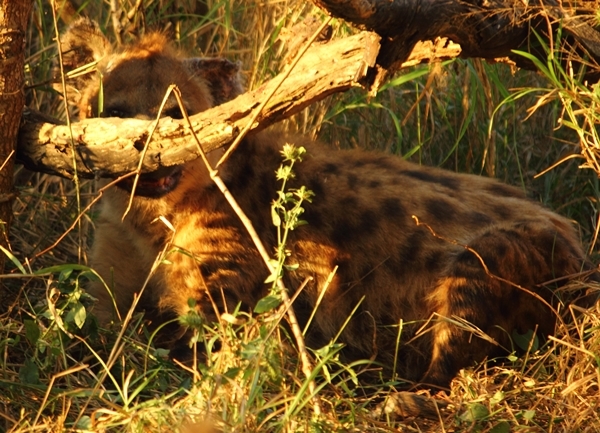 Image of Spotted Hyaenas