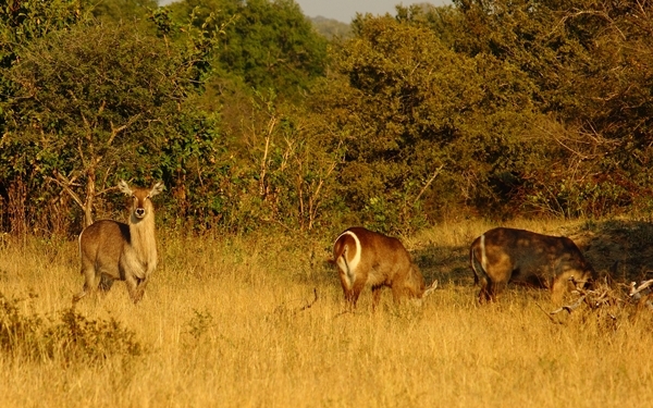 Image of Ellipsen Waterbuck