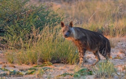 Image of Brown Hyena -- Brown Hyaena