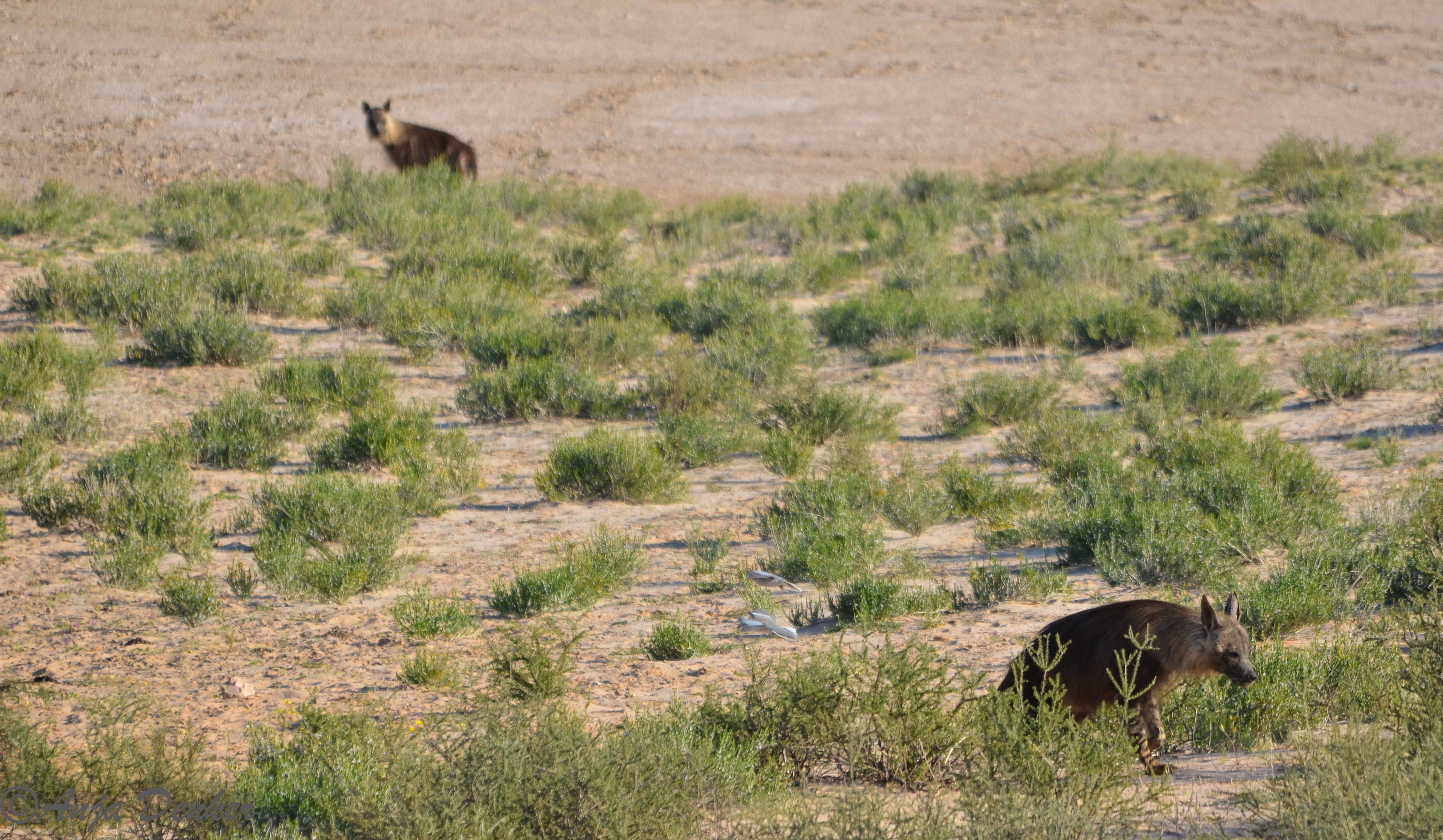 Image of Brown Hyena -- Brown Hyaena