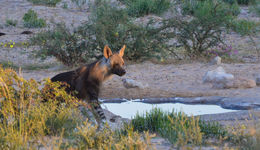 Image of Brown Hyena -- Brown Hyaena