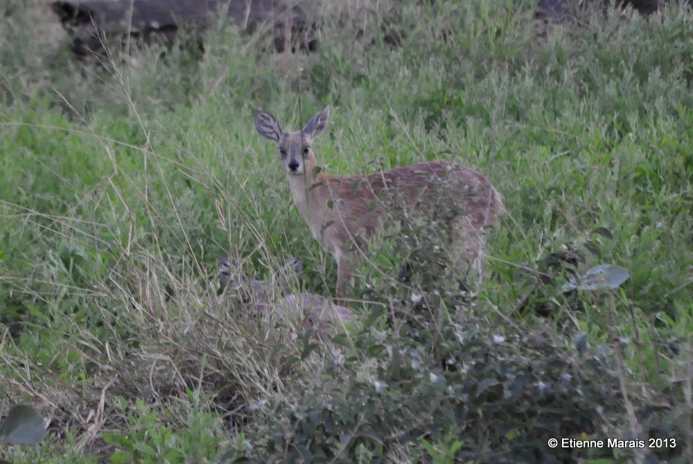 Image of Sharpe's Grysbok