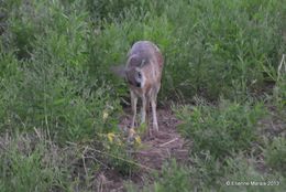 Image of Sharpe's Grysbok