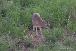 Image of Sharpe's Grysbok