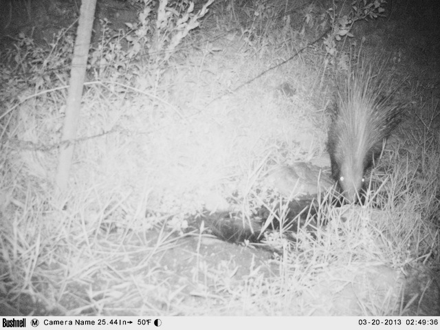 Image of African Porcupine