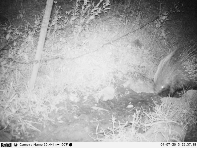 Image of African Porcupine