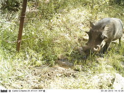 Image of Common Warthog