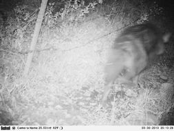 Image of Brown Hyena -- Brown Hyaena