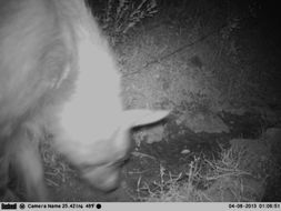 Image of Brown Hyena -- Brown Hyaena