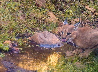 Image of Caracal