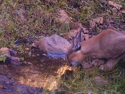 Image of Caracal