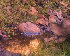 Image of Caracal