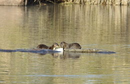 Image of Spotted-necked otter
