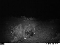 Image of African Porcupine