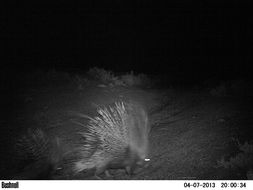 Image of African Porcupine