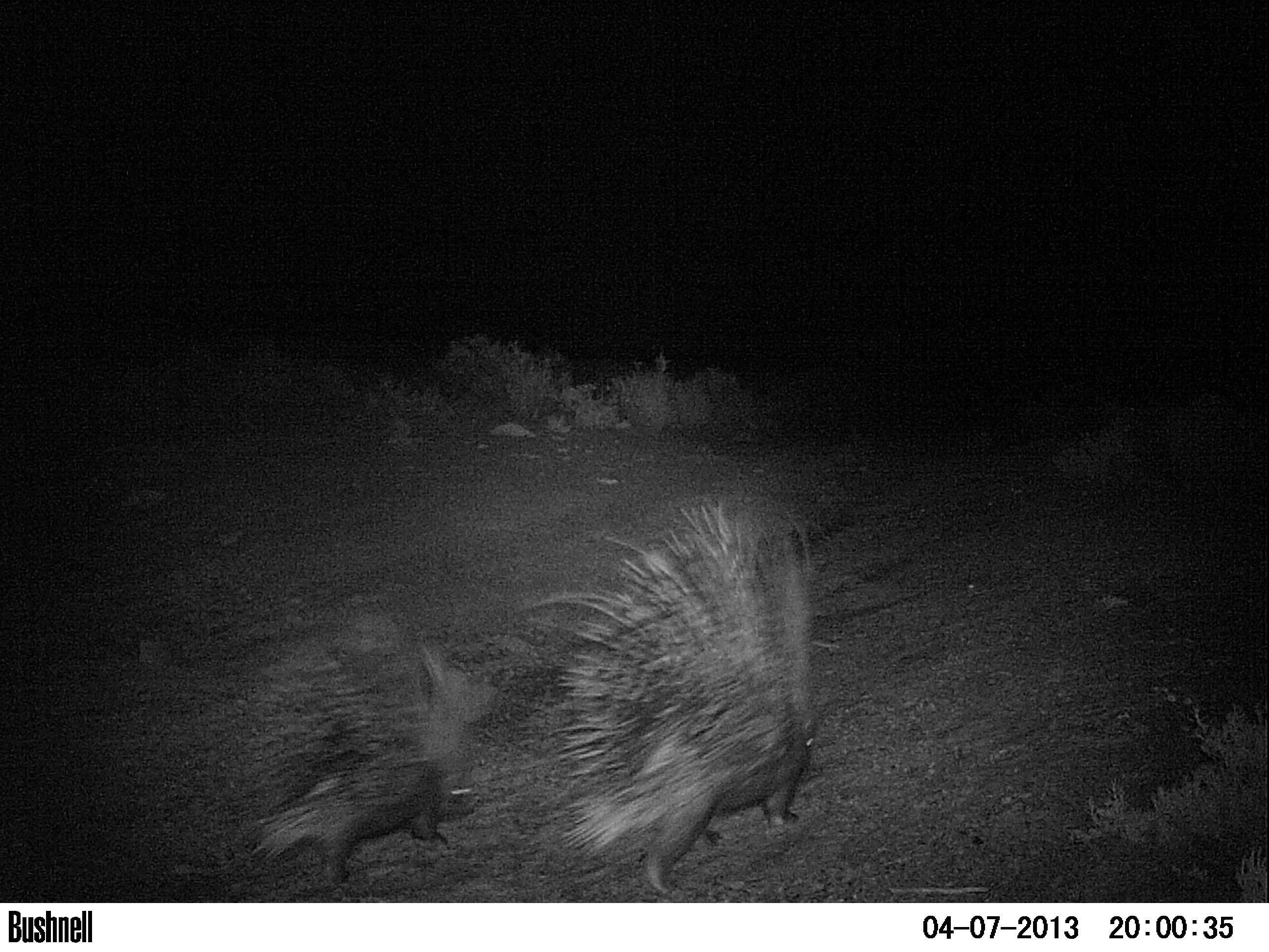 Image of African Porcupine