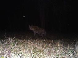 Image of Spotted Hyaenas