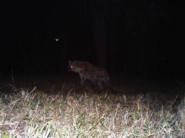 Image of Spotted Hyaenas