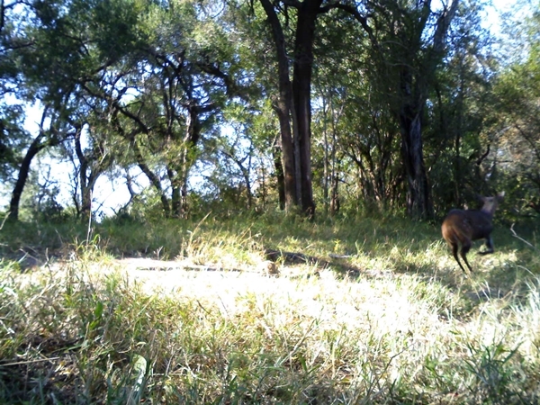 Image of Bushbuck