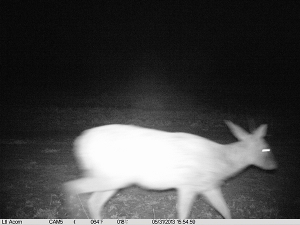 Image of Common Duiker