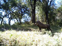 Image of Common Warthog