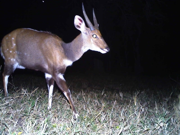 Image of Bushbuck