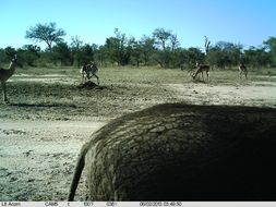 Image of Common Warthog