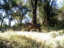 Image of Common Warthog