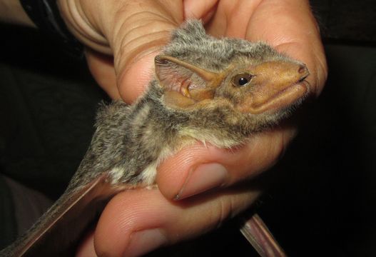 Image of Mauritian Tomb Bat