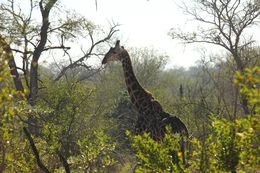 Image of South African Giraffe