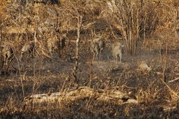 Image of Common Warthog