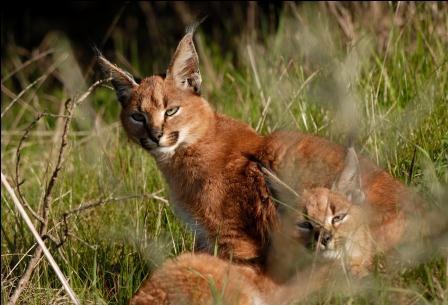 Image of Caracal