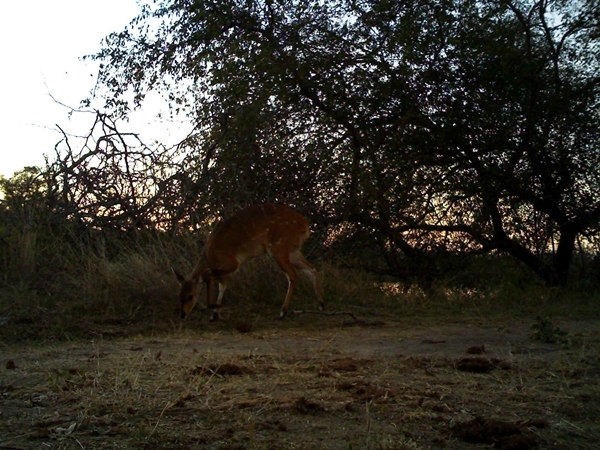 Image of Bushbuck