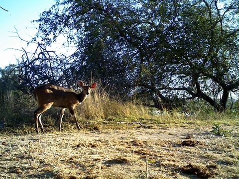 Image of Bushbuck