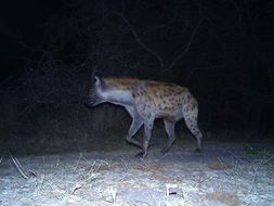 Image of Spotted Hyaenas