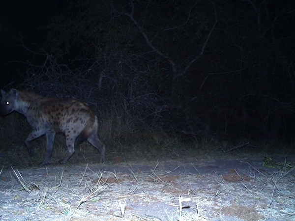 Image of Spotted Hyaenas