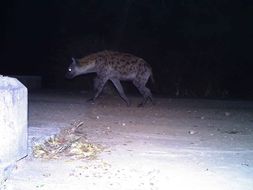 Image of Spotted Hyaenas