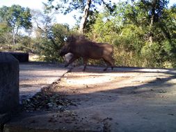 Image of Common Warthog