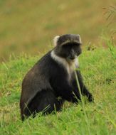 Image of Samango Monkey -- Sykes' Monkey