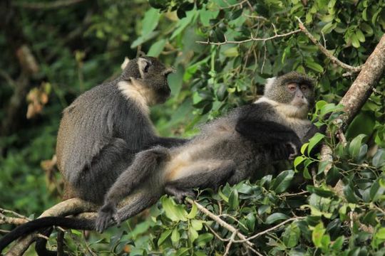 Image of Samango Monkey -- Sykes' Monkey