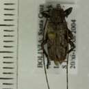 Oreodera quinquetuberculata (Drapiez 1820)的圖片