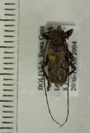 Oreodera quinquetuberculata (Drapiez 1820)的圖片